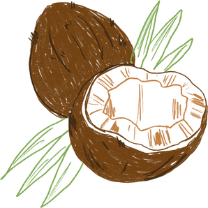 Colored Pencil Freehand Coconut