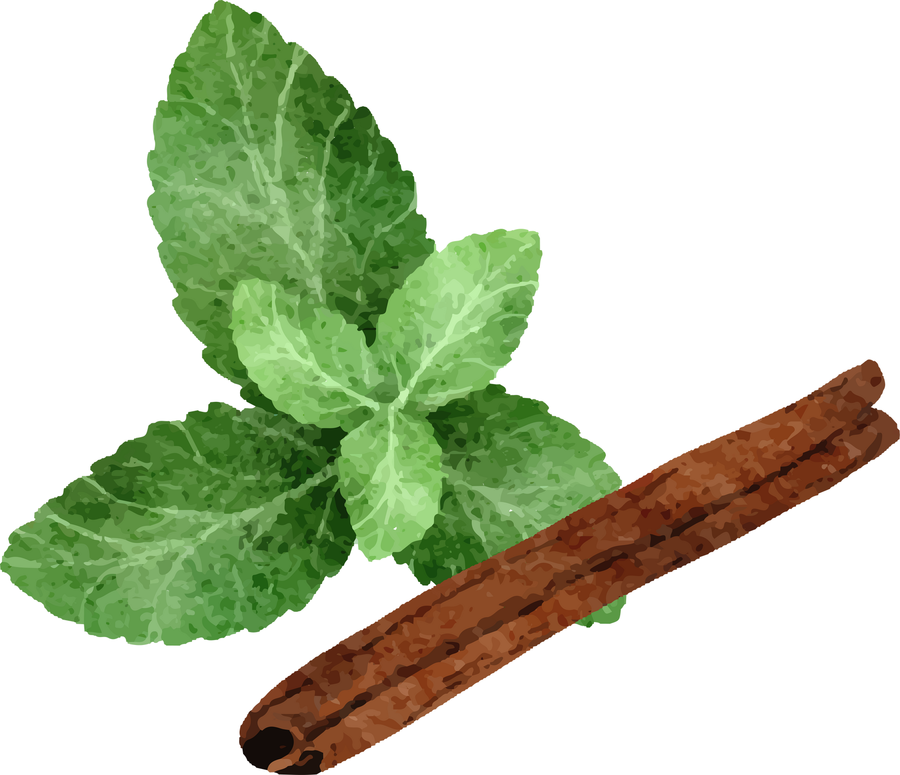Watercolor Mint and Cinnamon Illustration